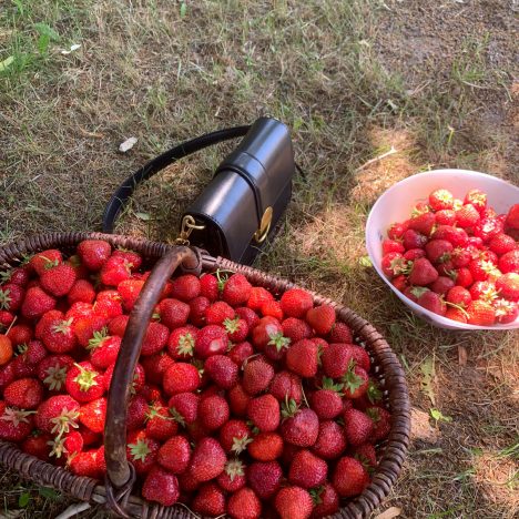 Avocado als Zimmerpflanze- Wie du Sie selber züchtest